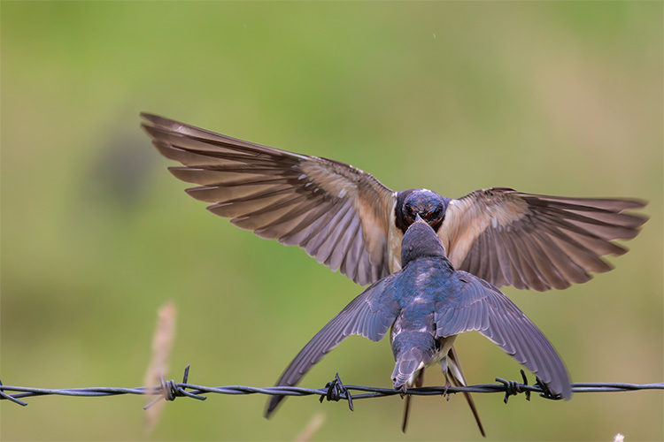 Swallow chick being fed on fence in heavy rain